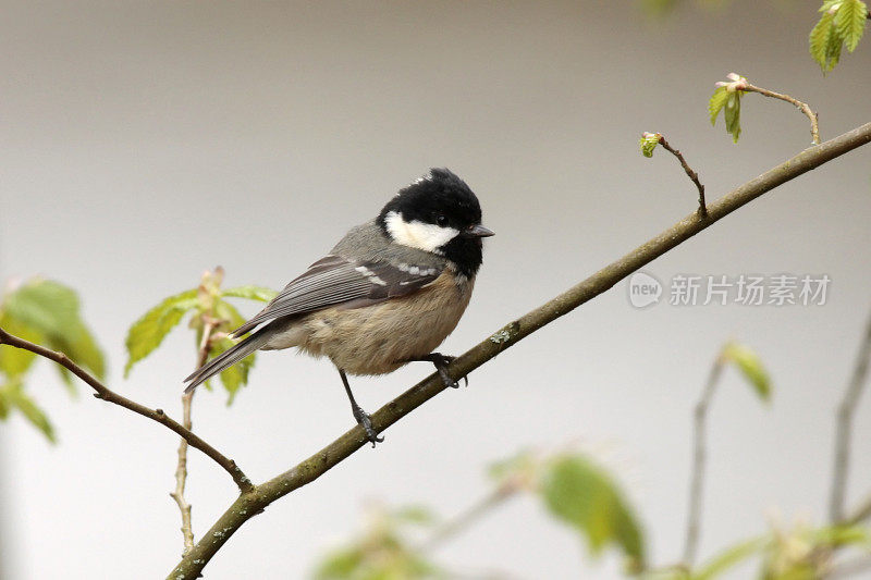 煤雀(Parus water)